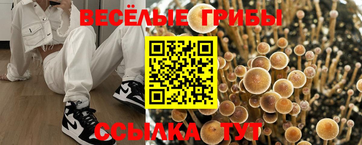 Галлюциногенные грибы Psilocybine cubensis Рыбинск